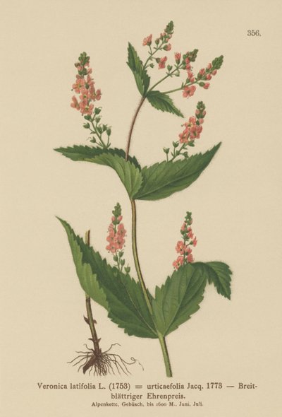 Nettle-leaf Speedwell by German School